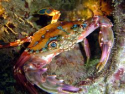 Love those crabs. by Glenn Poulain 